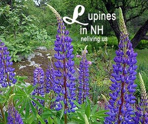Visit NH Lupine Festival