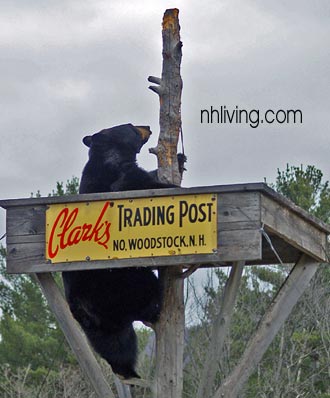 Clarks Trading Post NH