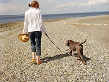 traveling with pets, Pet Travel,