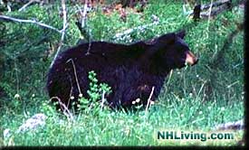 New Hampshire black bear, Bear Photo, Black Bear 