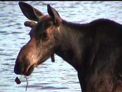 Moose Dummer New Hampshire Great North Woods region