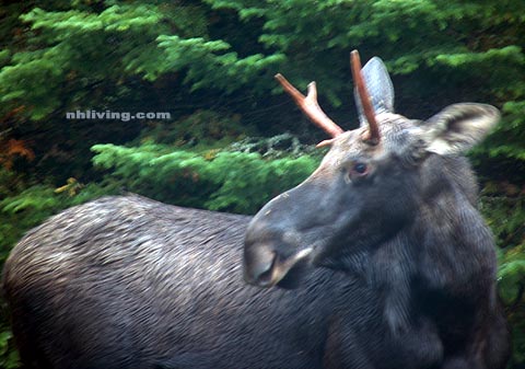 New Hampshire Moose Photo by Rick Rock 