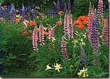 NH Lupines