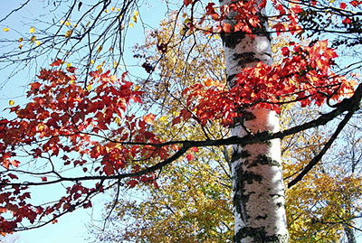 Birch trees in Autumn - NH Living.com