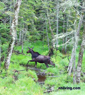 Moose photos, Moose Tours, Moose information,