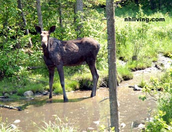 Moose Dixville Notch New Hampshire