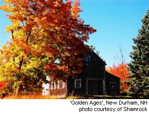 Foliage season, New Durham NH