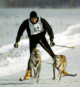 Skijoring in New England, Photo by Randy Brickell, www.skijornow.com