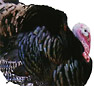 New Hampshire turkey roasting tips