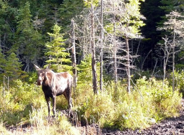 Moose Gorham New Hampshire White Mountains region