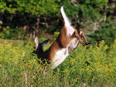 Wildlife Hancock New Hampshire Monadnock region