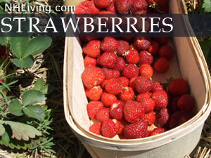 New Hampshire strawberry picking farms