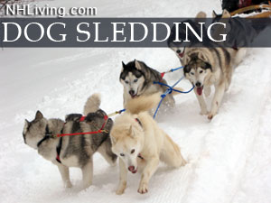 NH dog sled rides