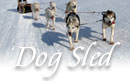 New Hampshire Dog Sledding