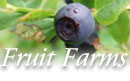 NH Fruit Farms Berry Growers