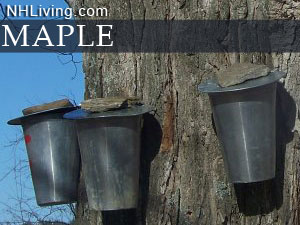 New Hampshire Maple Sugaring