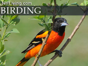 new hampshire bird watching vacations