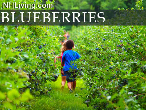 new hampshire you pick blueberry farms