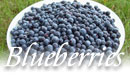 New Hampshire blueberry picking