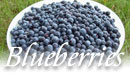 New Hampshire blueberry picking