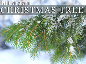 New Hampshire Christmas tree farms