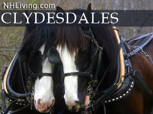 New Hampshire Clydesdales photo shoot