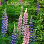 Lupine Festival Sugar Hill Easton Franconia NH annual event