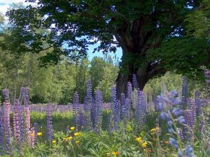 NH Lupine Fest