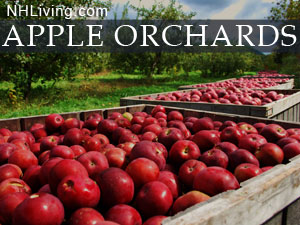New Hampshire apple orchards