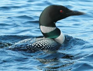 NH Loon