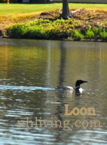 NH Birding Loon Viewing