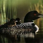 Loon ancient birds 