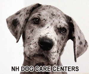 NH Dog Care