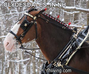 Budweiser Clydesdales Visit NH White Mountains Slide Show