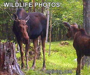 NH Wildlife Photo Tour