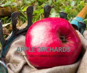 NH Apple Orchards PYO Fruit Farms